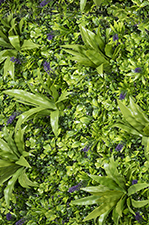 JARDINES VERTICALES ARTIFICIALES: Rodéate de verde 
